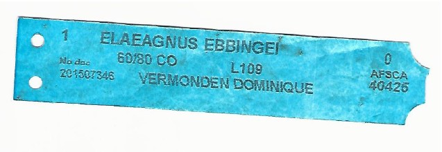 Elaeagnus Ebbingei 0001.jpg